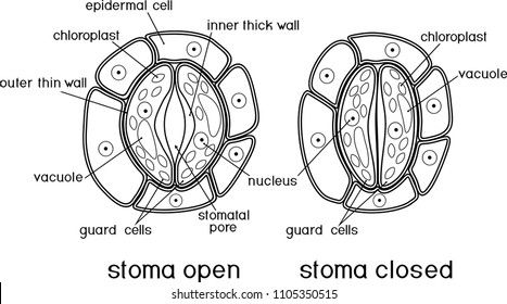 Coloring page. Structure of stomatal complex with open and closed stoma
