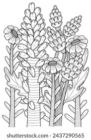 Coloring page summer meadow plants sketch. Bouquet flowers. Hand drawn vector line illustration.