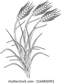 Farbseite mit drei Spitzen Roggen