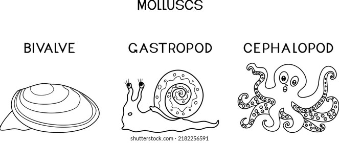 Farbseite mit drei Arten von Weichtieren: Cephalopod, Gastropod, Biventil. Unterrichtsmaterial für Biologie für Grundschulkinder