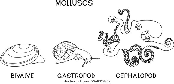 Farbseite mit drei Arten von Weichtieren: Cephalopod, Gastropod, Biventil. Unterrichtsmaterial für Biologie