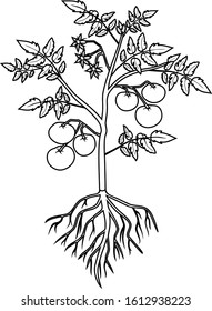 Coloring page. Tomato plant with leaf, ripe tomatoes, flowers and root system isolated on white background