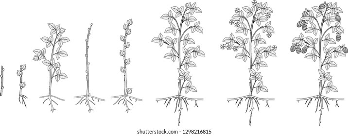 Coloring page with two year life cycle of raspberry isolated on white background. Growth stages from propagule (stem cutting) to scrub with harvest of berries