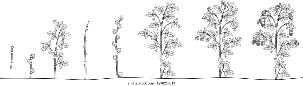 Coloring page with two year life cycle of raspberry isolated on white background. Growth stages from propagule (stem cutting) to scrub with harvest of berries