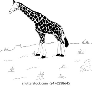 Coloring page vector line art for book and drawing. Black contour sketch illustrate Isolated on white background.