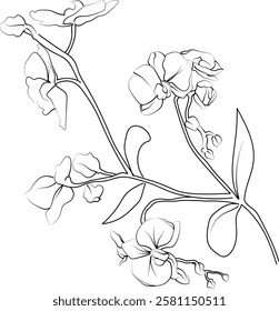 Coloring page Vector sketch of Orchid flowers, flowers line drawings, hand-painted Orchid flower wall art, botanical Orchid flower wall art, simple Orchid flower drawings, flower outline drawing