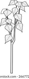 Página de coloração com jovem bétula (Betula pendula) com folhagem isolada sobre fundo branco	