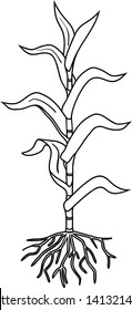 Coloring page with young corn  plant with leaves and root system isolated on white background