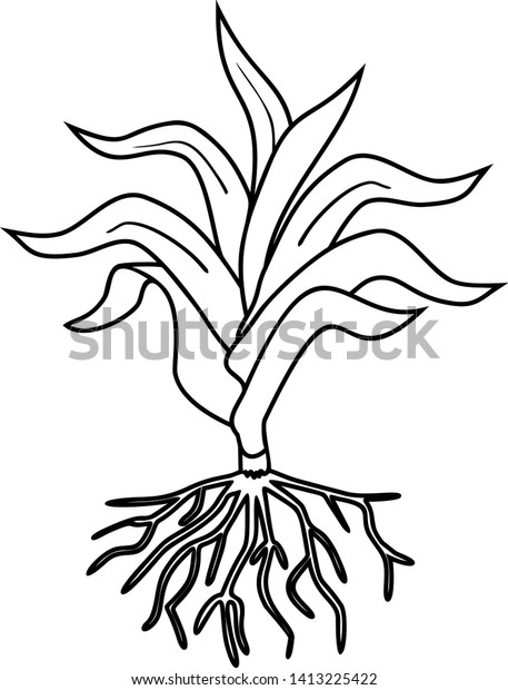 740 Top Coloring Page For Corn Pictures