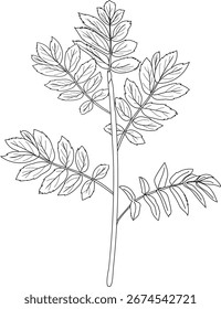 Malvorlage mit jungem Eberesche (Sorbus aucuparia) mit Krone einzeln auf weißem Hintergrund