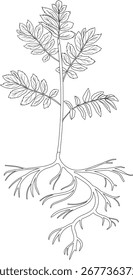 Coloring page with young rowan tree (Sorbus aucuparia) with root system isolated on white background	