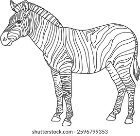 Coloring Page of a Zebra Showing Its Distinctive Black and White Stripes
