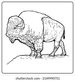 Coloring page_Wild Animal_Bison 
Wild animal series coloring book