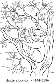 Coloring pages. Animals. Little cute koala sits on the tree and holds eucalyptus.