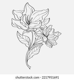 coloring pages of beautiful lily flowers printables. Outline Lilies . Black and white page for coloring book. Anti-stress coloring. Line art flowers