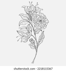 coloring pages of beautiful lily flowers printables. Outline Lilies . Black and white page for coloring book. Anti-stress coloring. Line art flowers