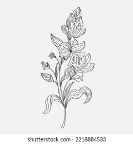 coloring pages of beautiful lily flowers printables. Outline Lilies . Black and white page for coloring book. Anti-stress coloring. Line art flowers