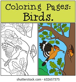 Coloring Pages: Birds. Mother hoopoe feeds her little cute baby.