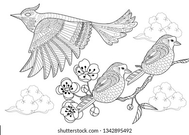 4300 Top Colouring Pages Garden Birds , Free HD Download