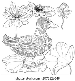 Coloring Pages. Coloring Book for adults and children. Colouring pictures with duck. Linear engraved art. Bird concept. Romantic concept. Vector design