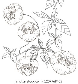 Coloring Pages. Coloring Book for adults. Colouring pictures with flowers. Antistress freehand sketch drawing with doodle and zentangle elements.