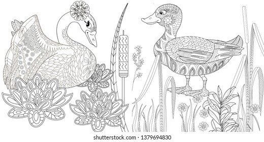 710 Top Water Bird Coloring Pages , Free HD Download