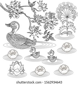 Coloring Pages. Coloring Book for adults. Colouring pictures with duck and flowers. Antistress freehand sketch drawing with doodle and zentangle elements.
