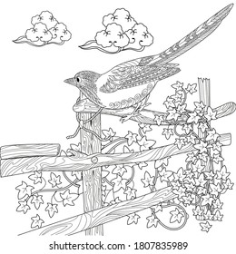 Coloring Pages. Coloring Book for adults. Colouring pictures with magpie. Antistress freehand sketch drawing with doodle and zentangle elements.
