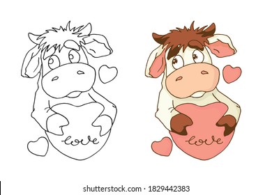 Coloring pages. The bull holds the heart in its paws. Colorless and colored pattern in flat design. Vector illustration in cartoon style.