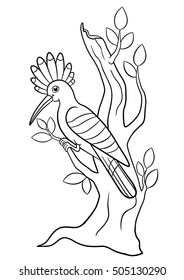Coloring pages. Cute beautiful hoopoe sits on the tree branch and smiles.