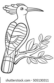 Coloring pages. Cute beautiful hoopoe sits on the tree branch and smiles.