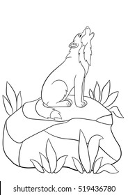 Coloring pages. Cute beautiful wolf sits on the stone and howling.