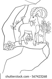 Coloring pages. Cute ibex with great horns stands on the rock and smiles. 