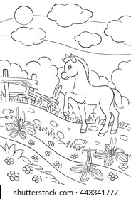 Coloring Pages. Farm Animals. Little Cute Foal Walks On The Field.