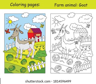 Coloring Pages With Funny Goat Chewing A Cabbage On The Farm. Coloring And Colored Image Of Goat. Cartoon Vector Illustration. Stock Illustration For Design, Preschool Education, Print And Game. 