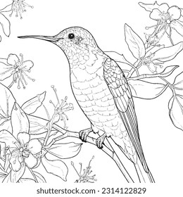 Coloring pages  for kids and adults 