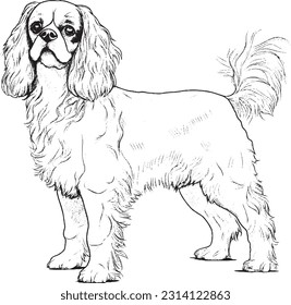 Coloring pages  for kids and adults 