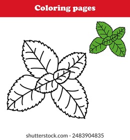 Coloring pages ,kids kindergarten activities , plant Mint