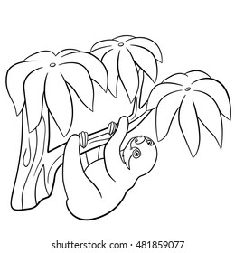 Coloring pages. Little cute baby sloth hangs on the tree branch and smiles.