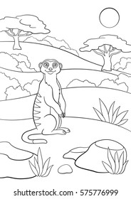 Coloring pages. Little cute meerkat stands and smiles.