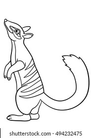 Coloring pages. Little cute numbat stands and smiles.
