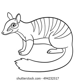 Coloring pages. Little cute numbat stands and smiles.