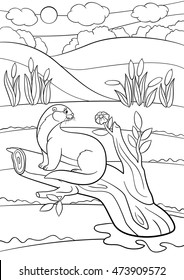 Coloring pages. Little cute otter sits on the tree branch and looks at the flower.