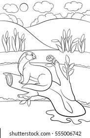 Coloring pages. Little cute otter sits on the tree branch and looks at the flower.