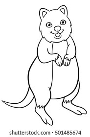 Coloring pages. Little cute quokka stands and smiles.