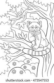 Coloring pages. Little cute red panda sits on the tree branch and eats leaves.