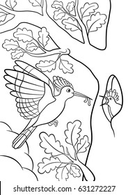 Coloring pages. Mother hoopoe feeds her little cute baby in the forest.