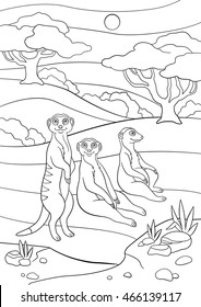 Coloring pages  Three little cute meerkats stand  sit   smile 