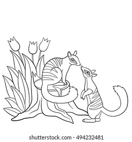 Coloring pages. Two little cute numbats look at each other and smile.
