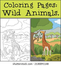 Coloring Pages: Wild Animals. Big spotted giraffe with long neck stands and eats leaves.